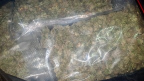 Zaplena 50kg marihuane